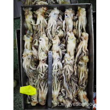 Squid congelada sobrando tentáculos Nototodarus Sloanii 200-300g